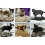 Фурмінатор з кнопкою для маленьких довгошерстих собак FURminator short Hair Small Dog 4.5 см — фото 2